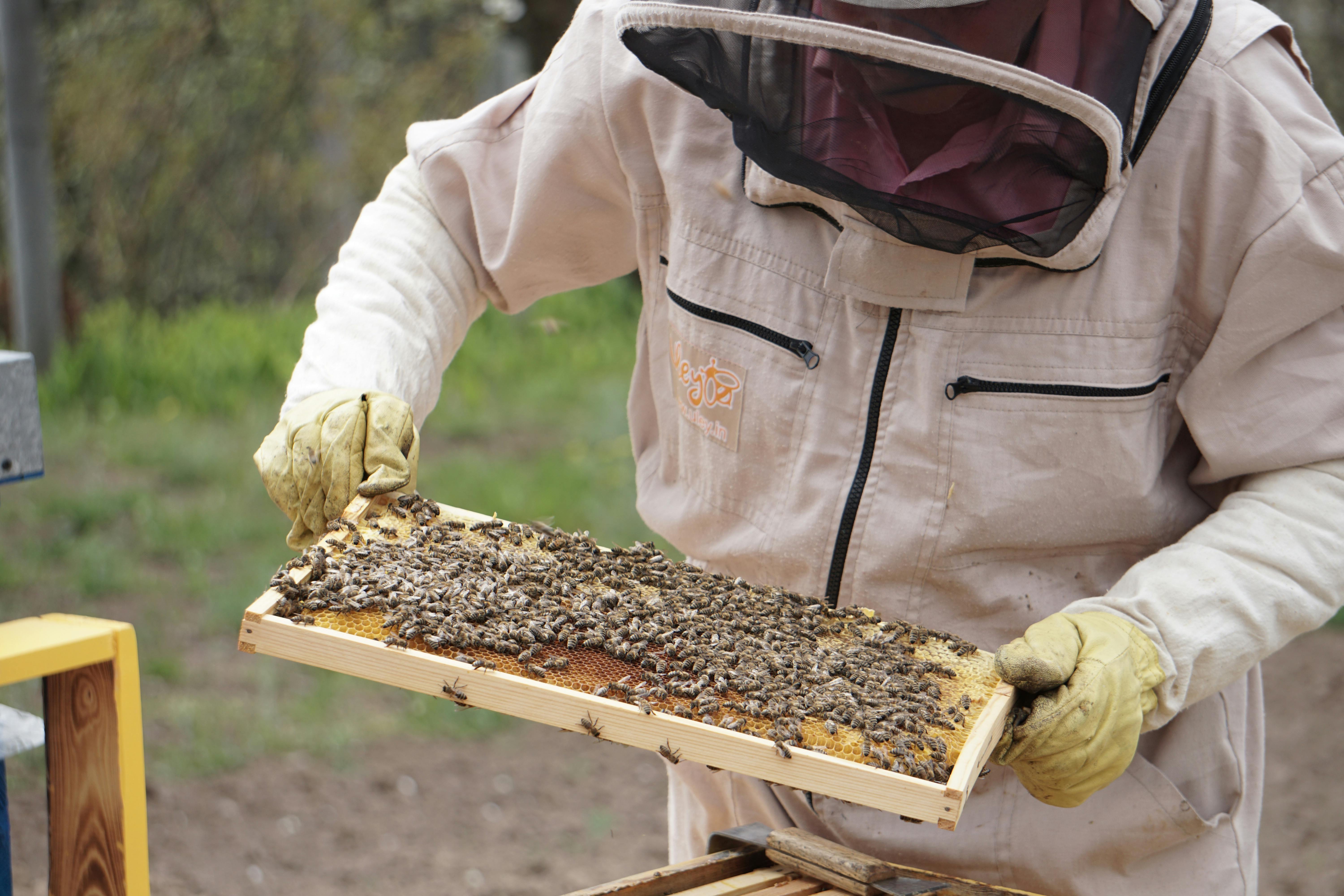 Čaklā Bite Honey apiary in Latvia