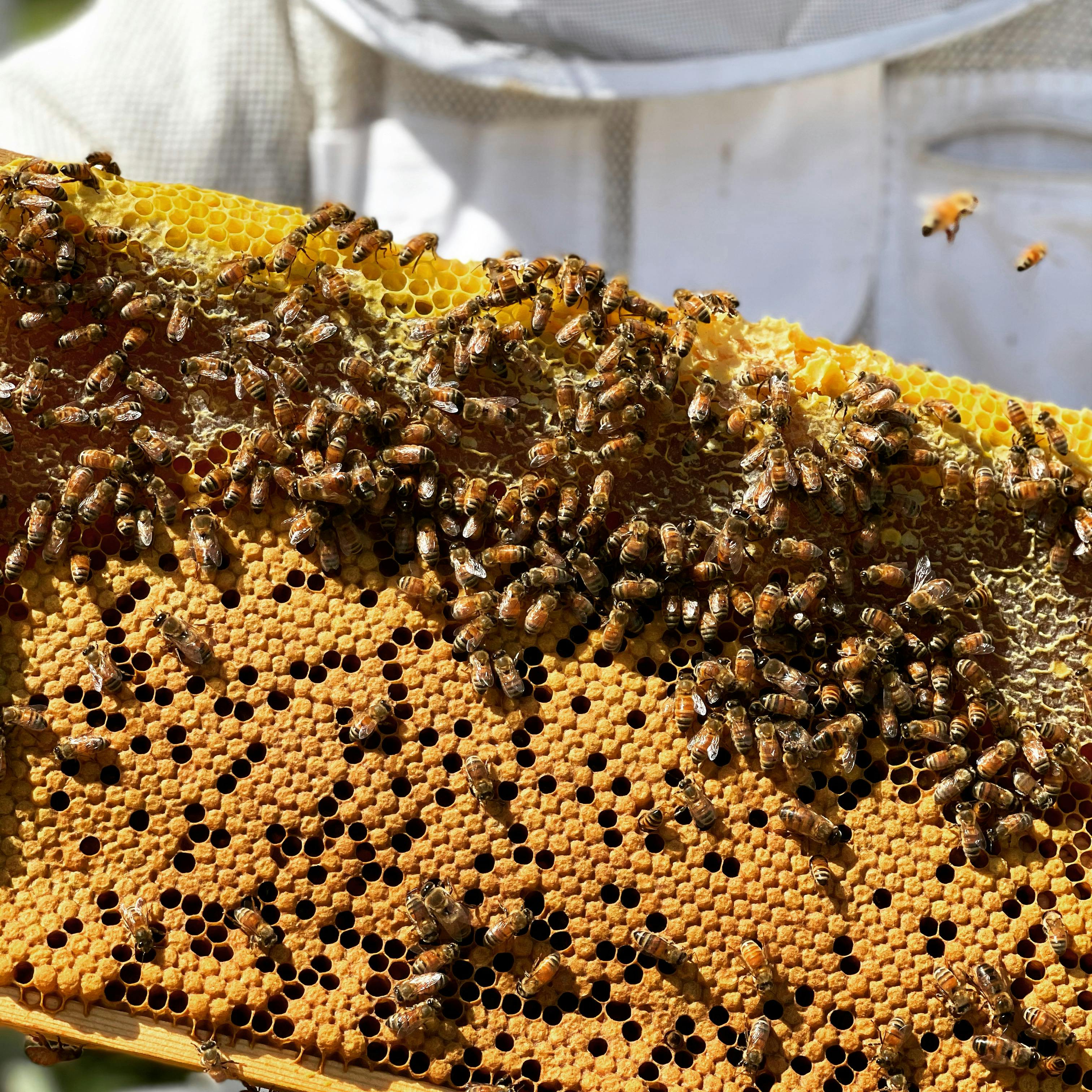 Čaklā Bite Honey apiary in the Latvian meadows