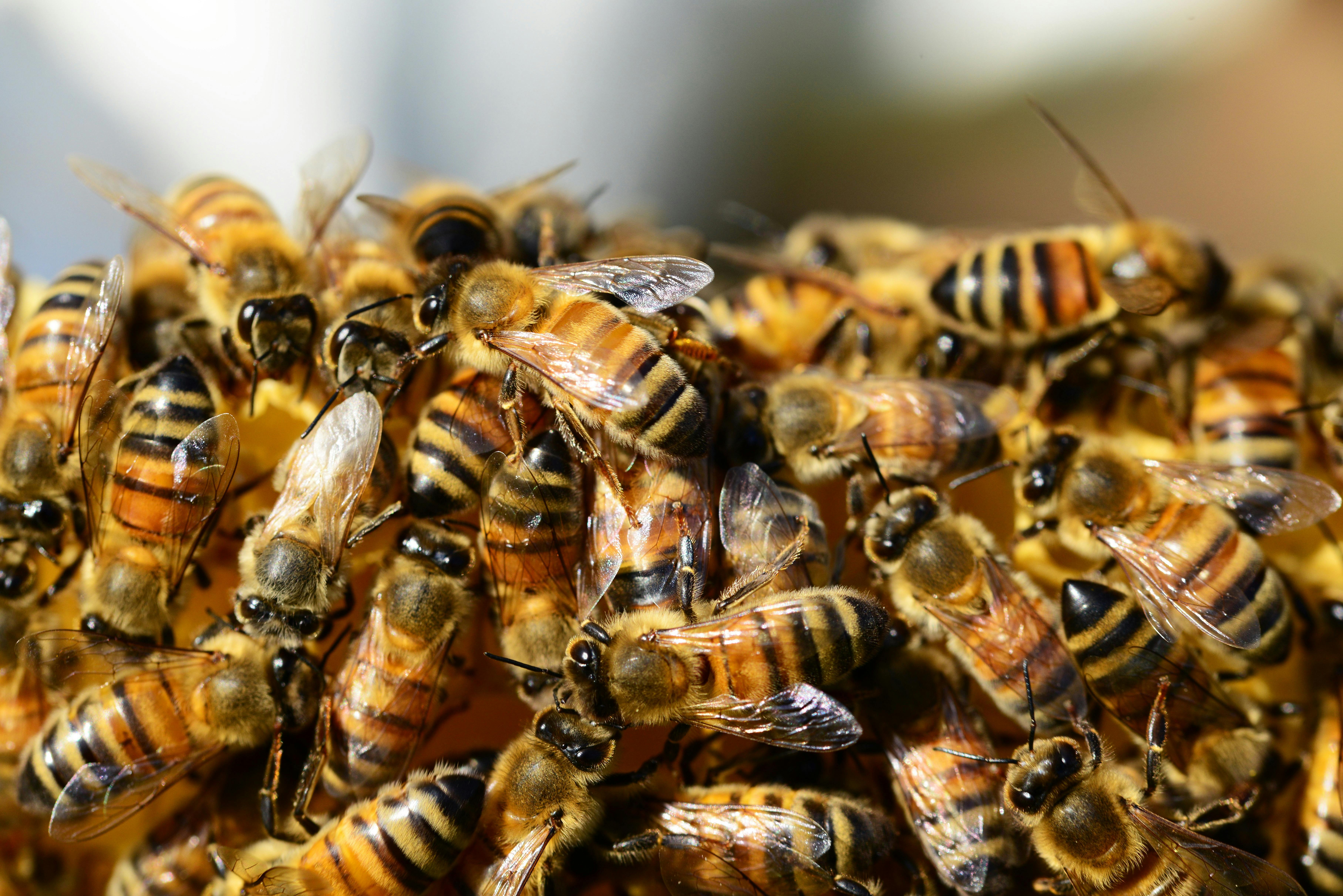The Čaklā Bite Honey apiary — hives at the edge of Latvian wildflower meadows